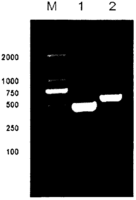 Method for preparing and expressing antibacterial peptide gene