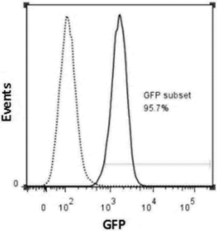 Enhanced type anti-tumor NK cell and preparation method and application thereof