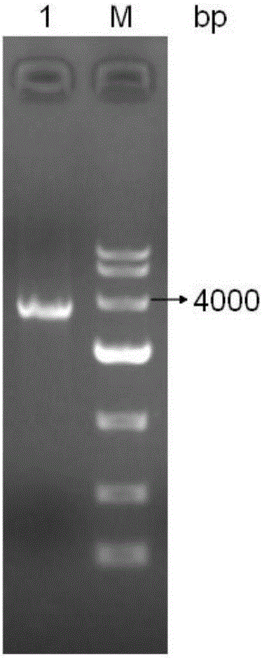 Lactic acid bacterium double-gene expression box and construction method and application of lactic acid bacterium double-gene expression box