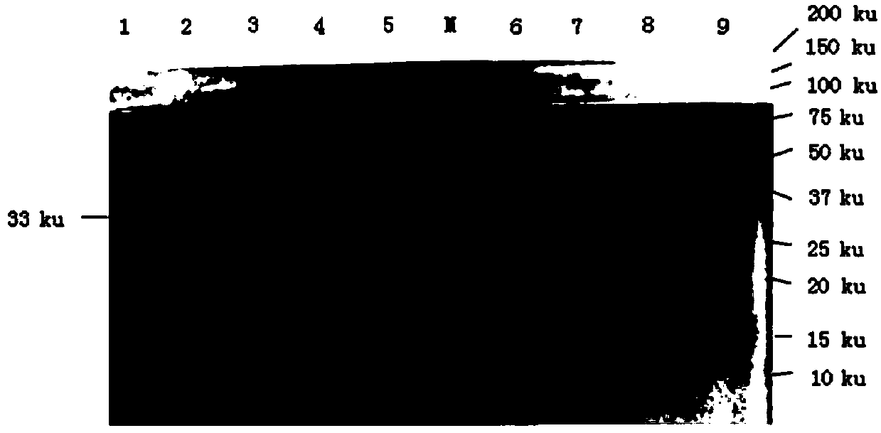 Immunocolloidal gold test paper for rapidly detecting mycoplasma bovis and preparation method thereof