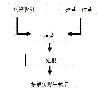 Wild imitation cultivation method of dendrobium officinale tissue culture seedlings