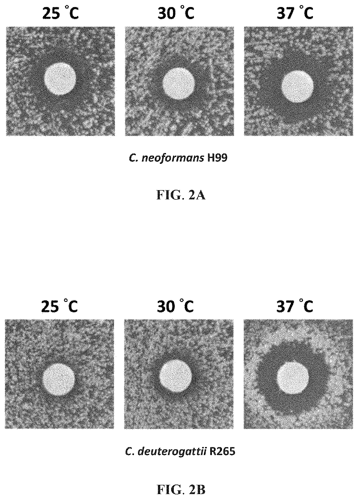 Method of inhibiting cryptococcus growth using eltrombopag