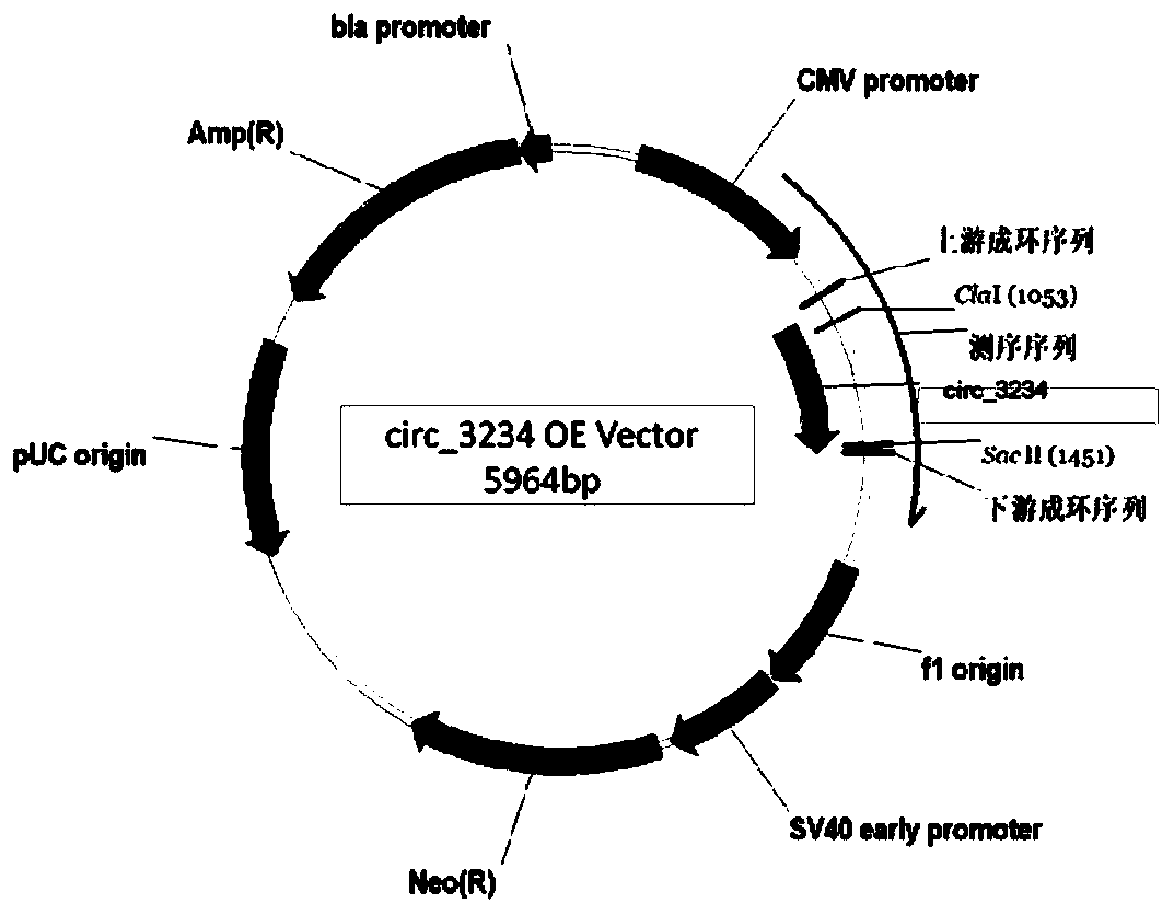 Circ_3234, application thereof in preparation of nasopharyngeal carcinoma therapeutic preparations and therapeutic preparation of nasopharyngeal carcinoma