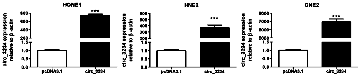 Circ_3234, application thereof in preparation of nasopharyngeal carcinoma therapeutic preparations and therapeutic preparation of nasopharyngeal carcinoma