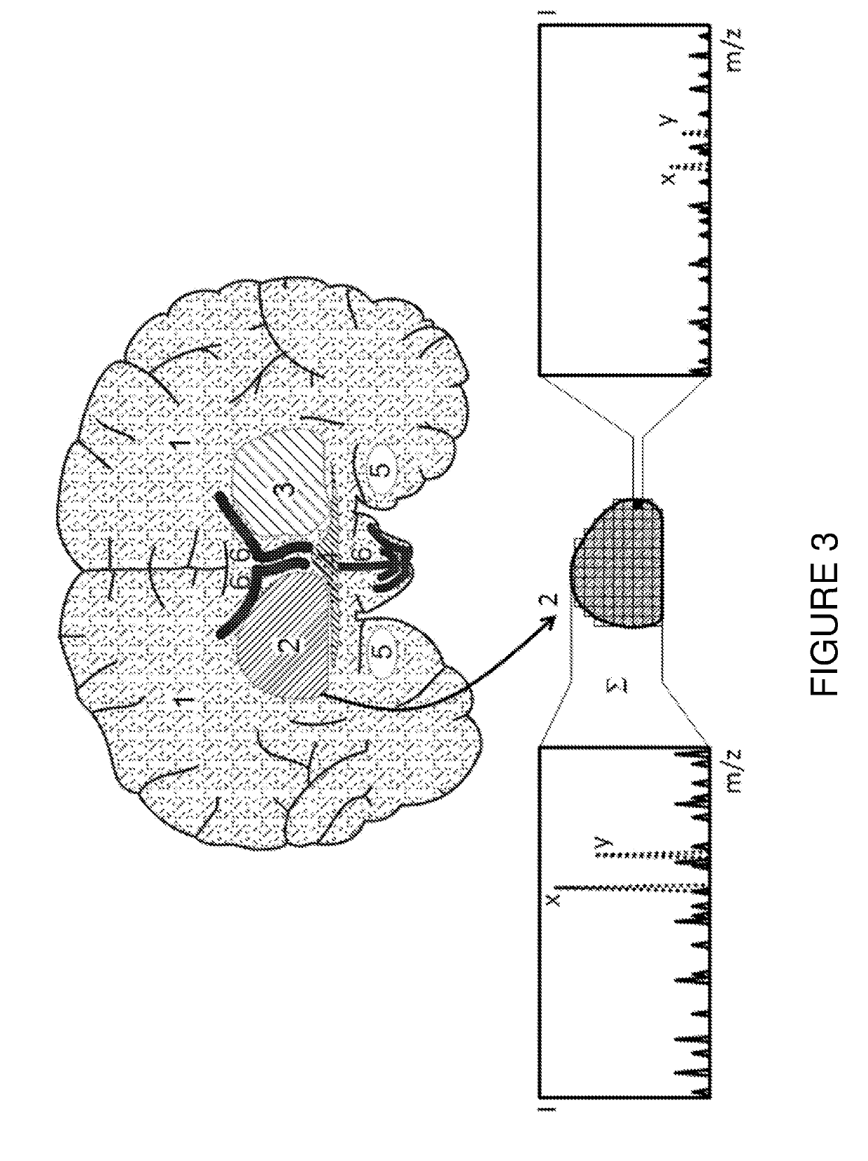 Mass spectrometric determination of particular tissue states