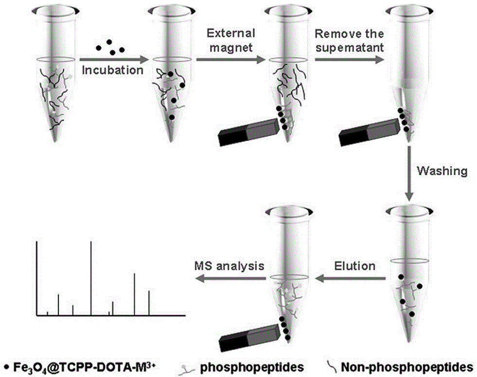 Magnetic nanometer material and application thereof to phosphopeptide enrichment