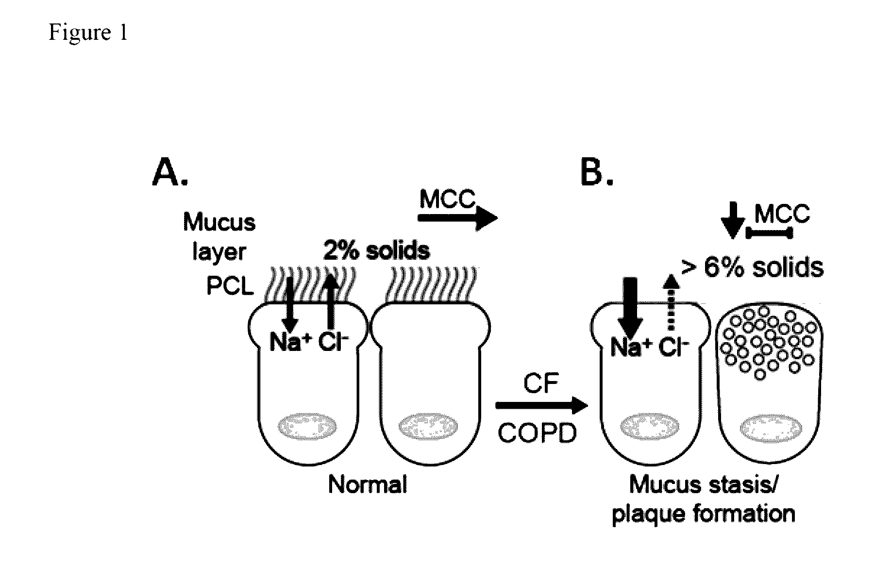 Novel prodrugs of dithiol mucolytic agents