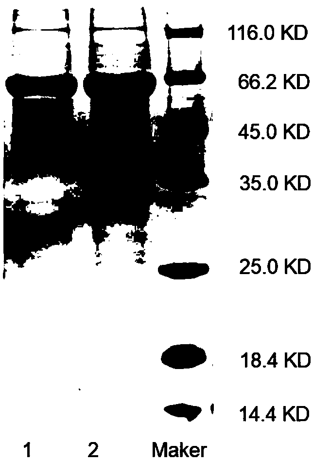 Use of tail fiber protein of pseudomonas aeruginosa phage for preparing bacteria detection reagent