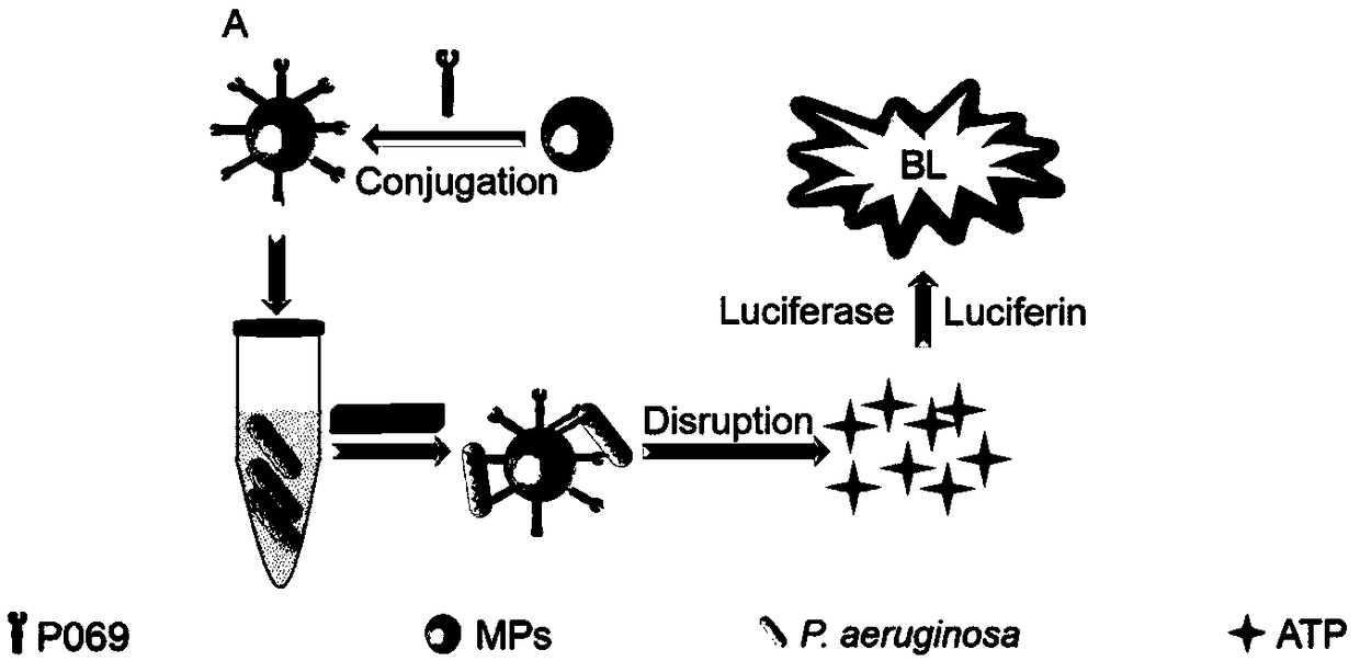 Use of tail fiber protein of pseudomonas aeruginosa phage for preparing bacteria detection reagent