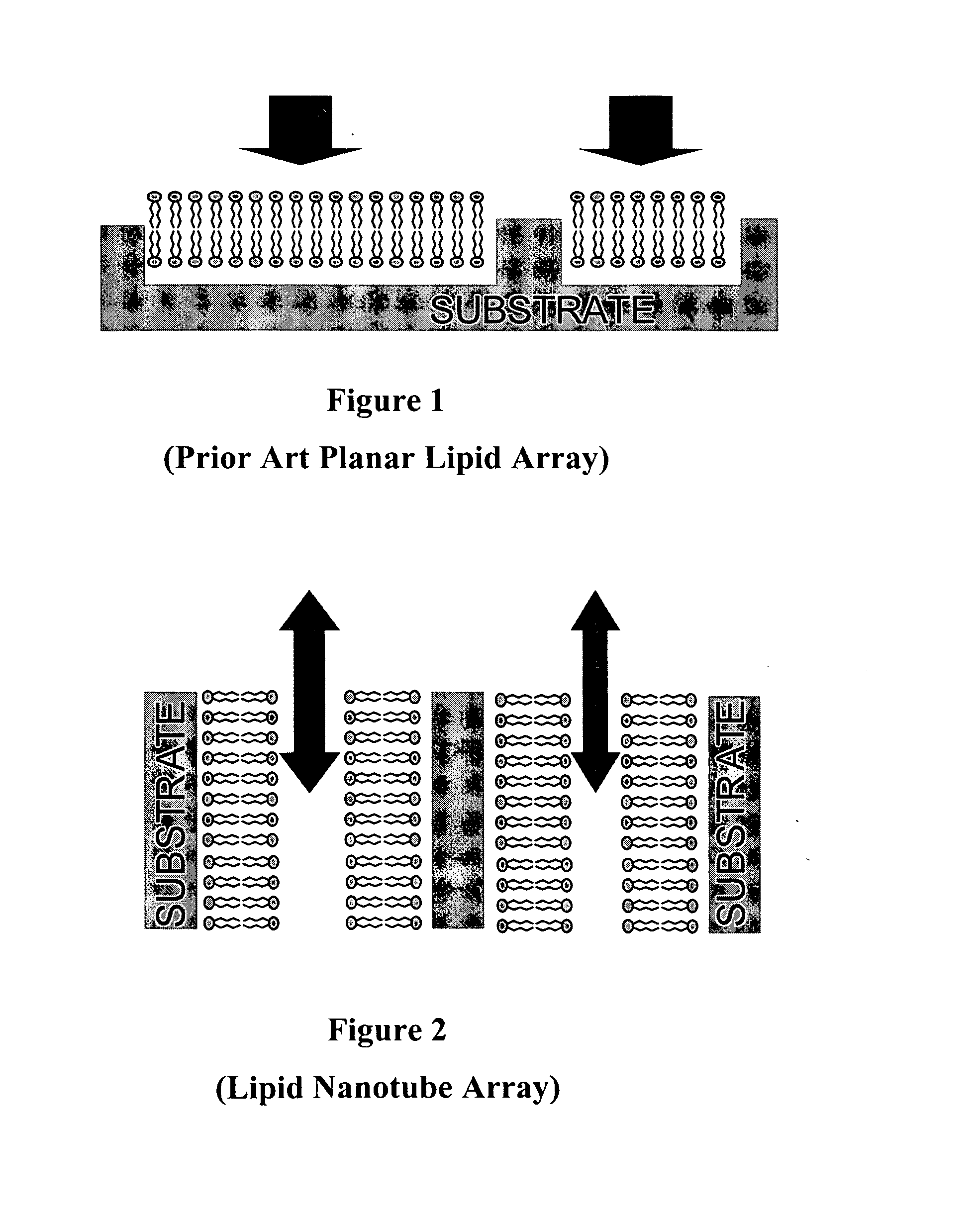 Nanotube structures having a surfactant bilayer inner wall coating