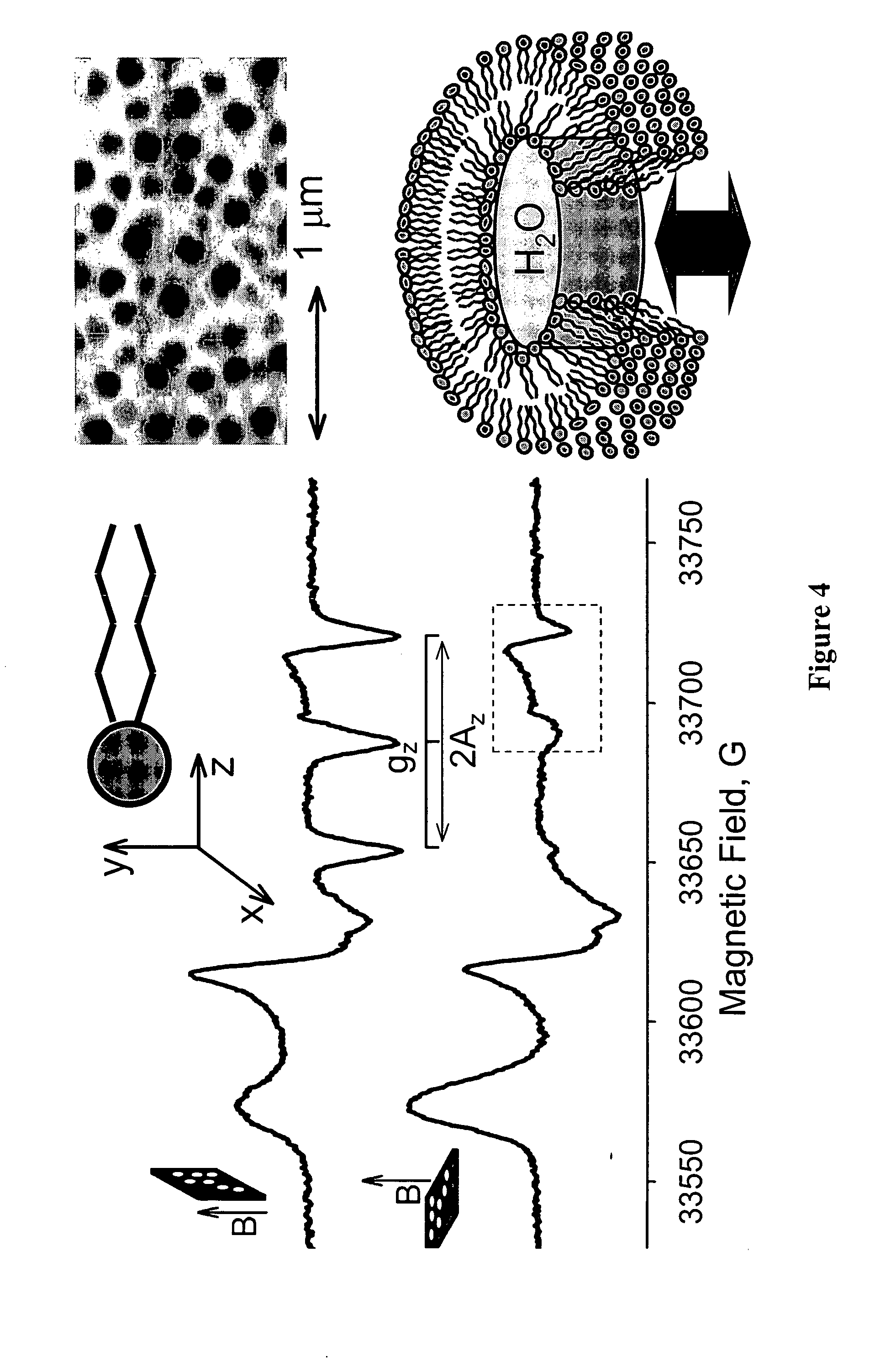 Nanotube structures having a surfactant bilayer inner wall coating