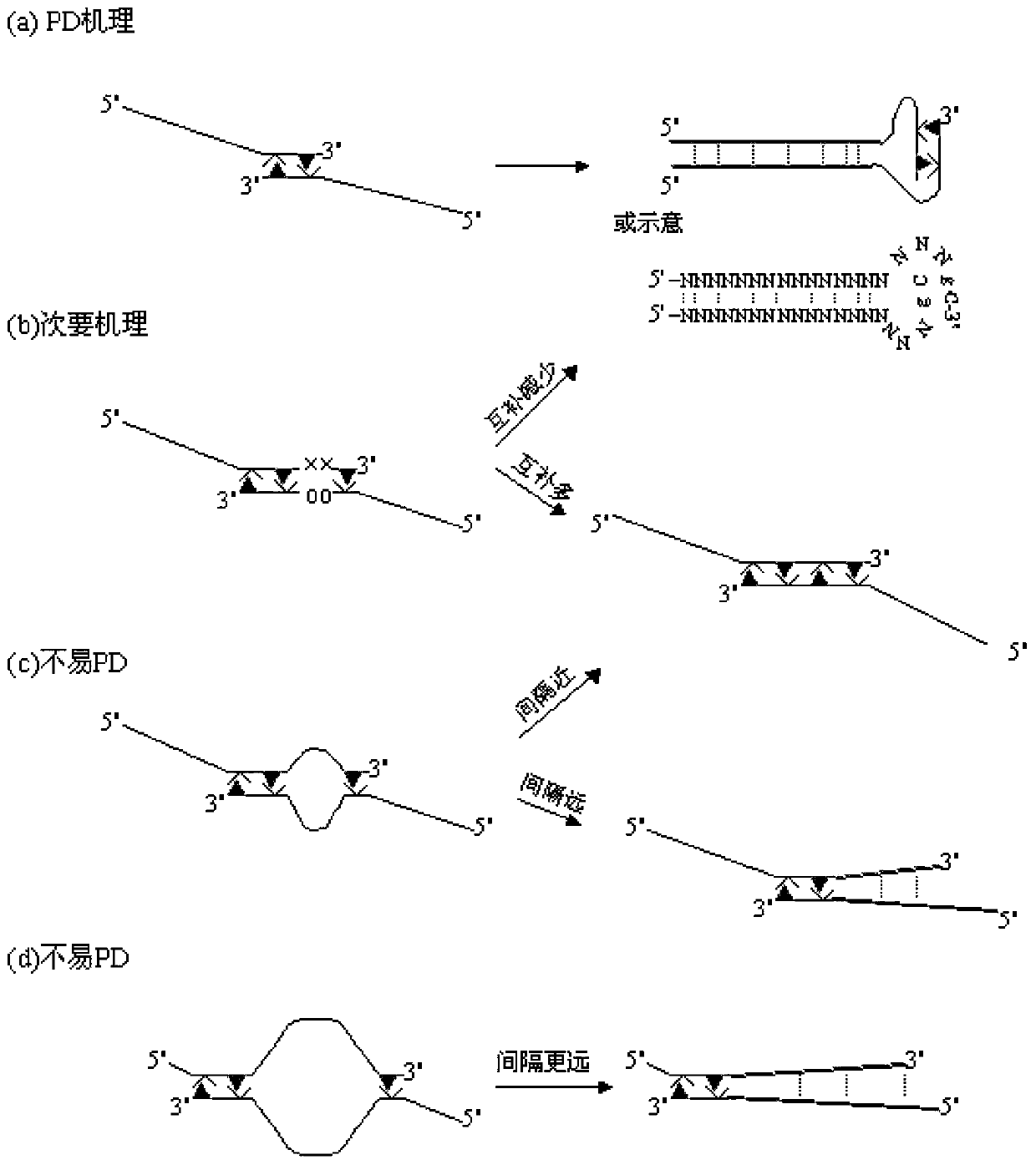 A PCR technique of interfering sequence in the middle of primer