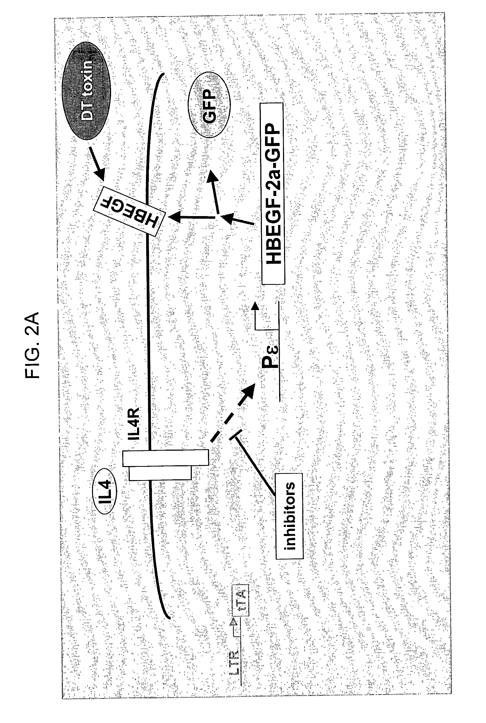 Compounds that modulate processes associated with IgE production and methods and kits for identifying and using the same