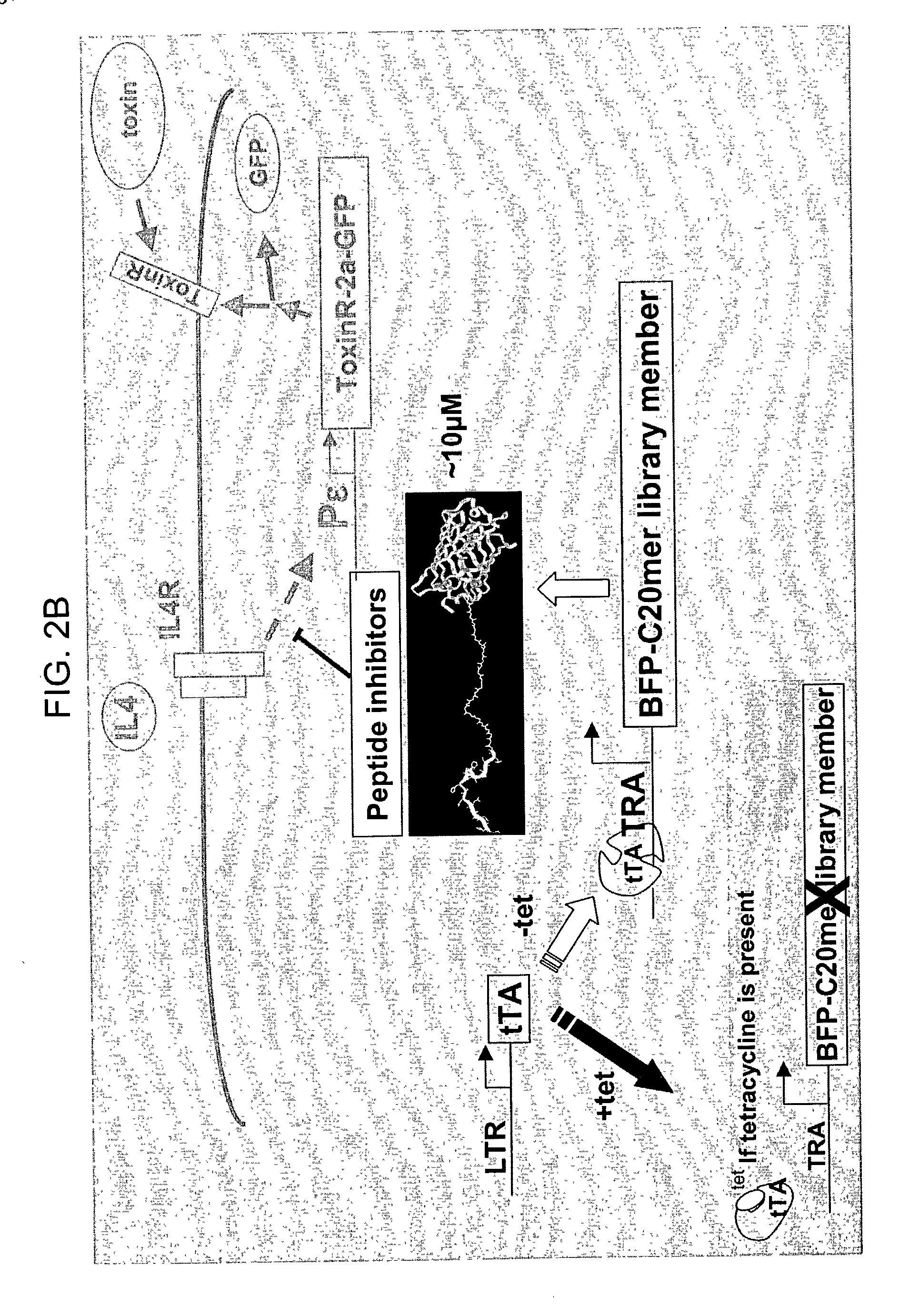 Compounds that modulate processes associated with IgE production and methods and kits for identifying and using the same