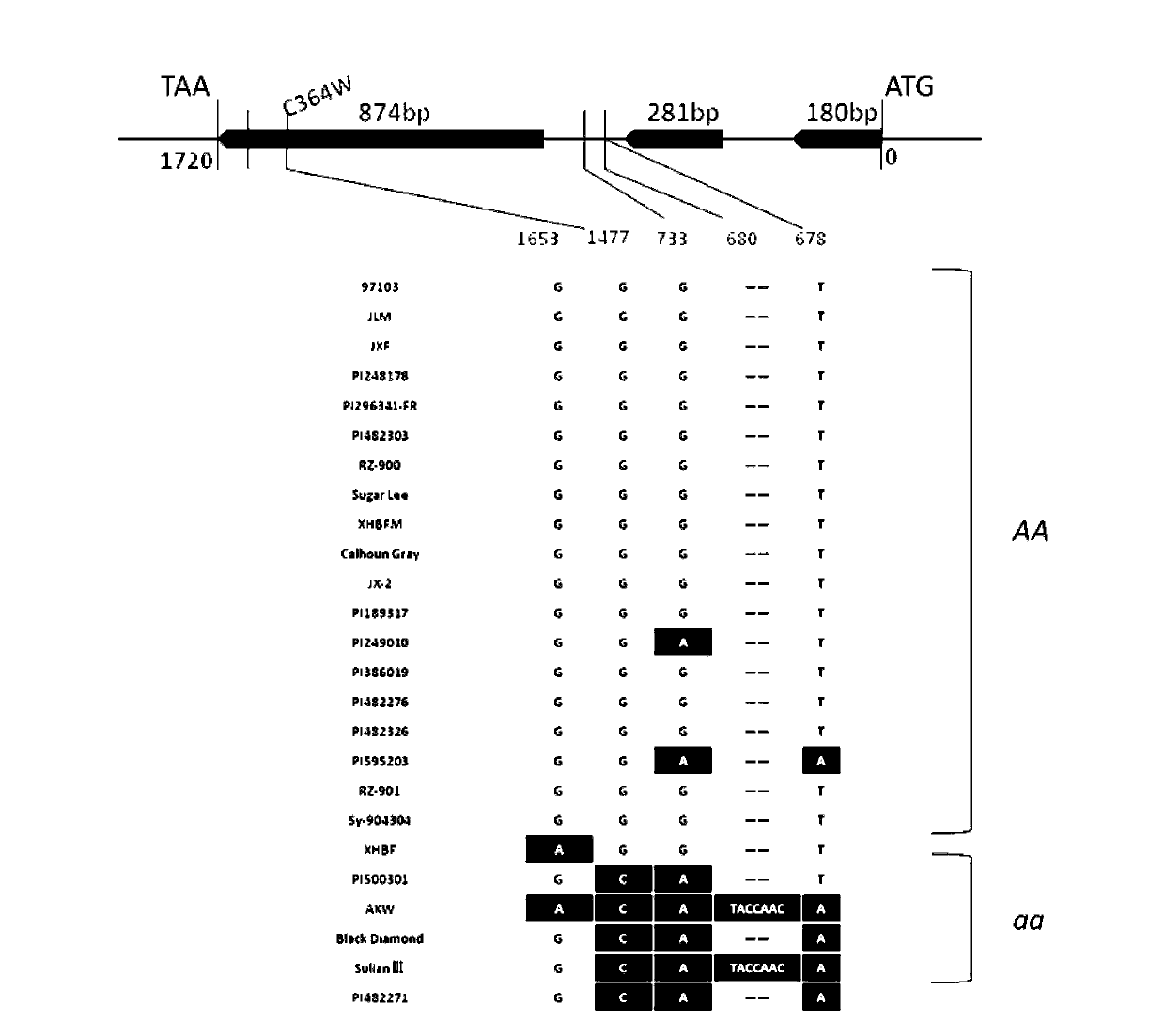 Gene sequence a for causing watermelon bisexual flower development and obtaining method thereof