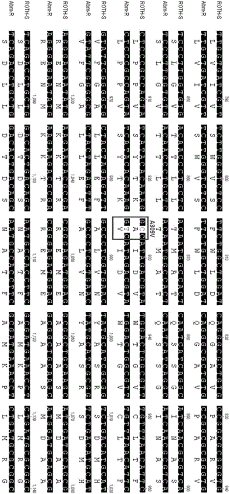 Molecular detection method of resistance of diamond back moth against avermectin target