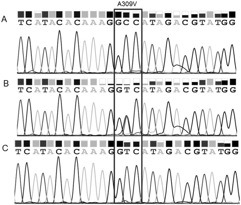 Molecular detection method of resistance of diamond back moth against avermectin target