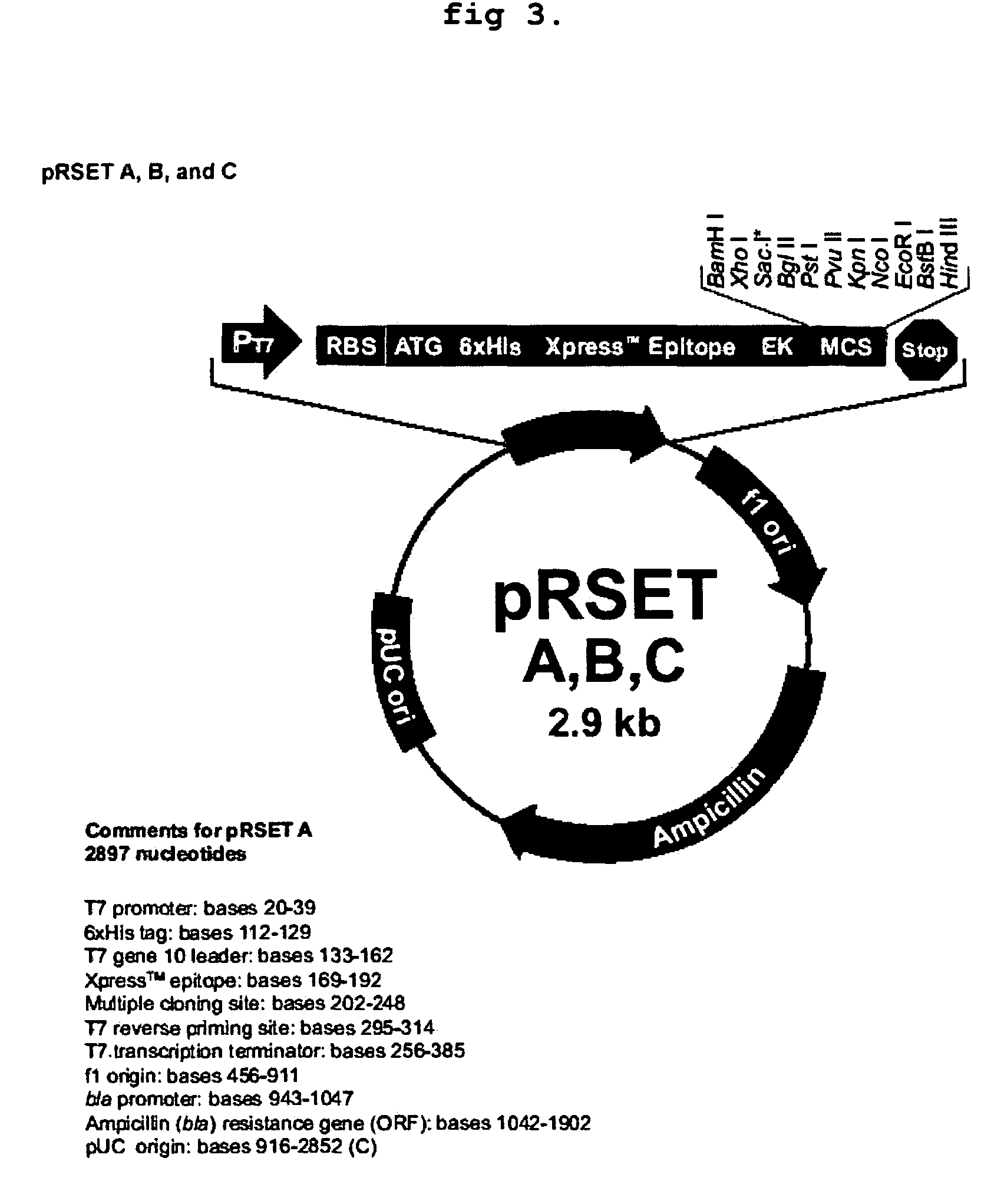 Deletion forms of IGE-dependent histamine releasing factor having histamine releasing activity, HRF-binding peptides and the uses thereof