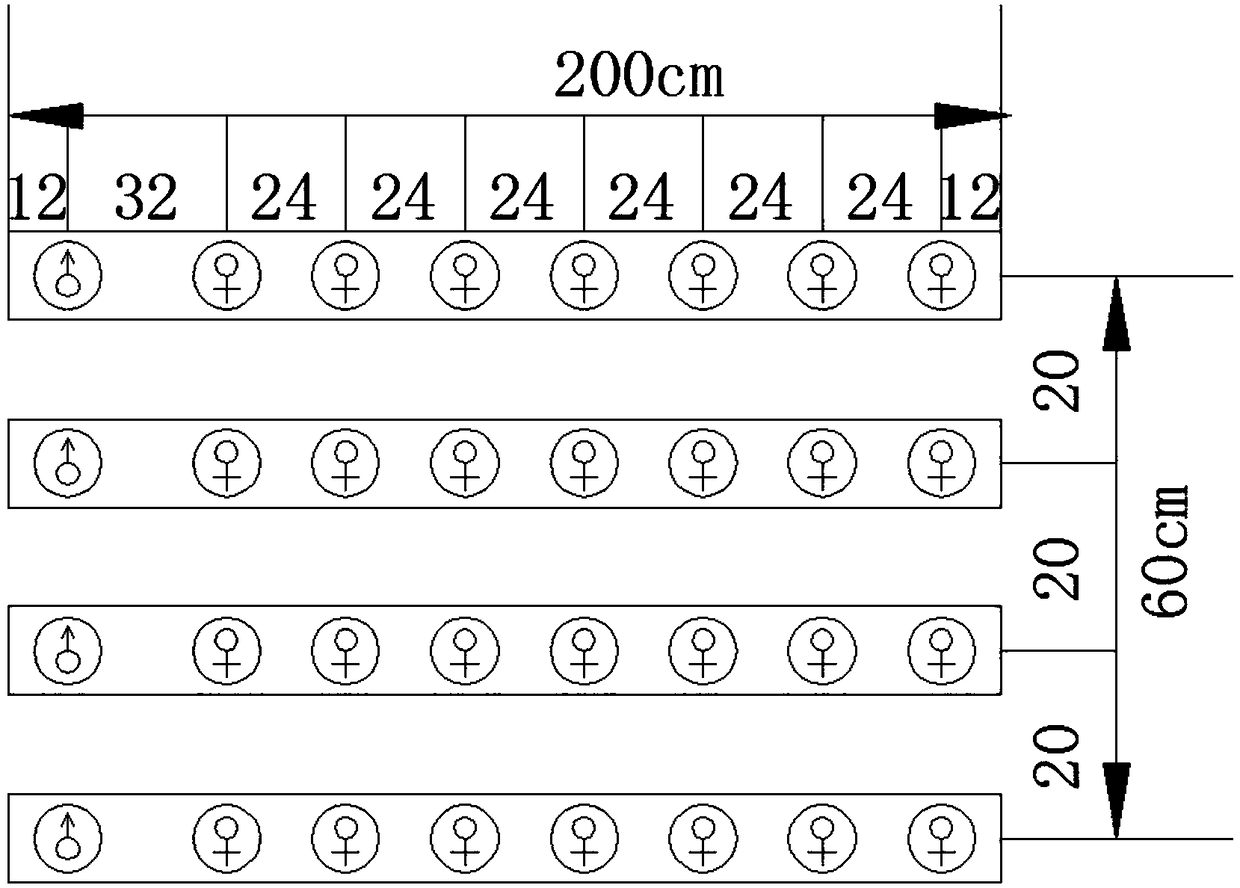 Method for producing hybrid seeds of rice by seedbed seedling raising and field film mulching intensified cultivation