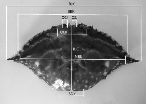 Microsatellite markers related to growth character of portunus trituberculatus and primers and application thereof