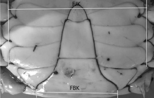 Microsatellite markers related to growth character of portunus trituberculatus and primers and application thereof