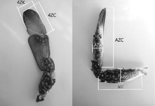 Microsatellite markers related to growth character of portunus trituberculatus and primers and application thereof