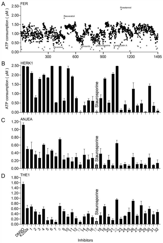 Application of kinase inhibitor Staurosporine to improvement of bacterial wilt resistance of plants