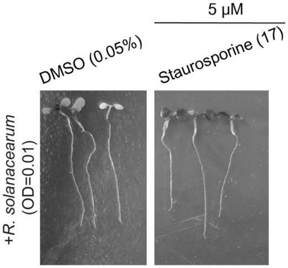 Application of kinase inhibitor Staurosporine to improvement of bacterial wilt resistance of plants