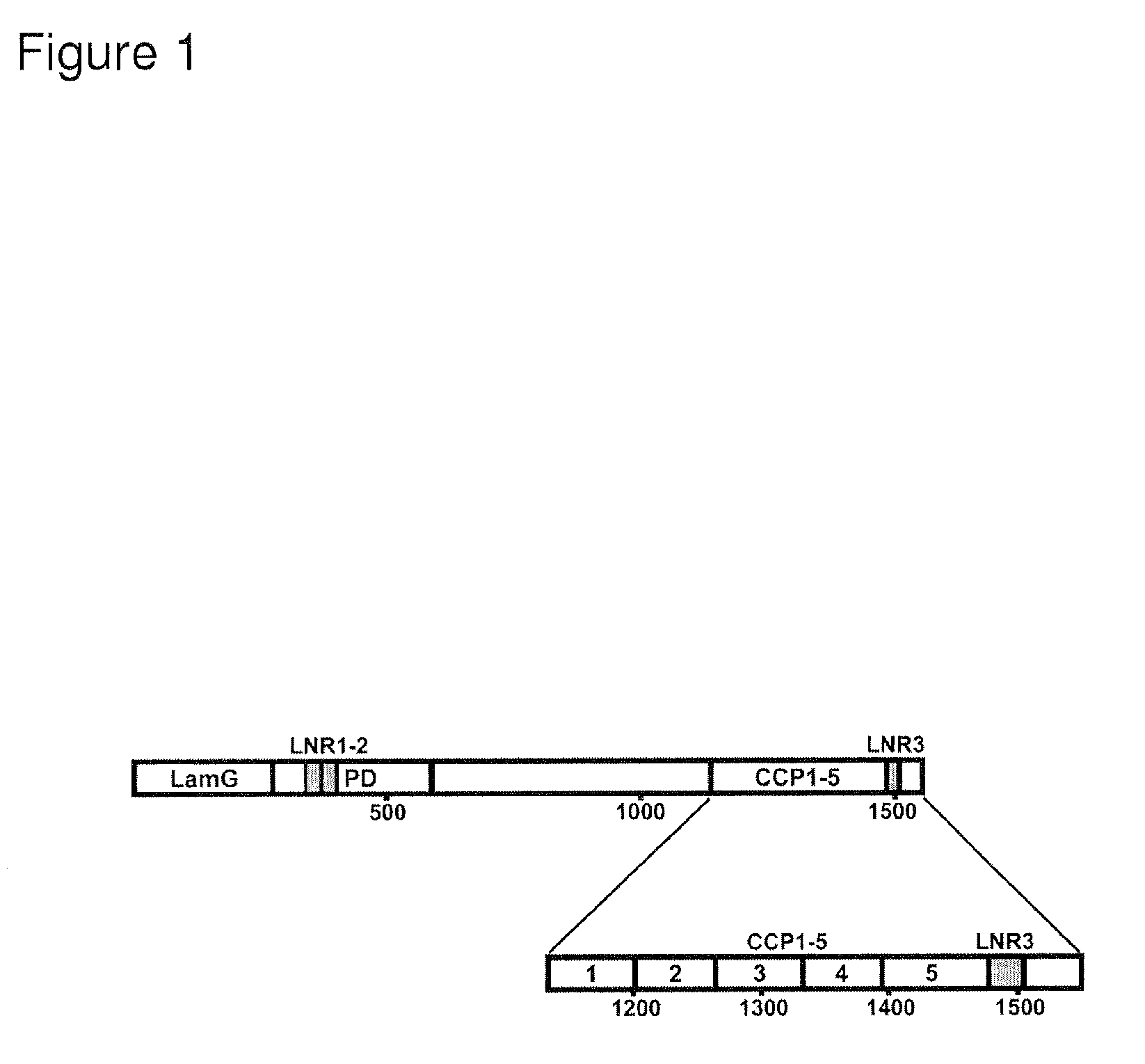 Selective exosite inhibition of PAPP-A activity against IGFBP-4