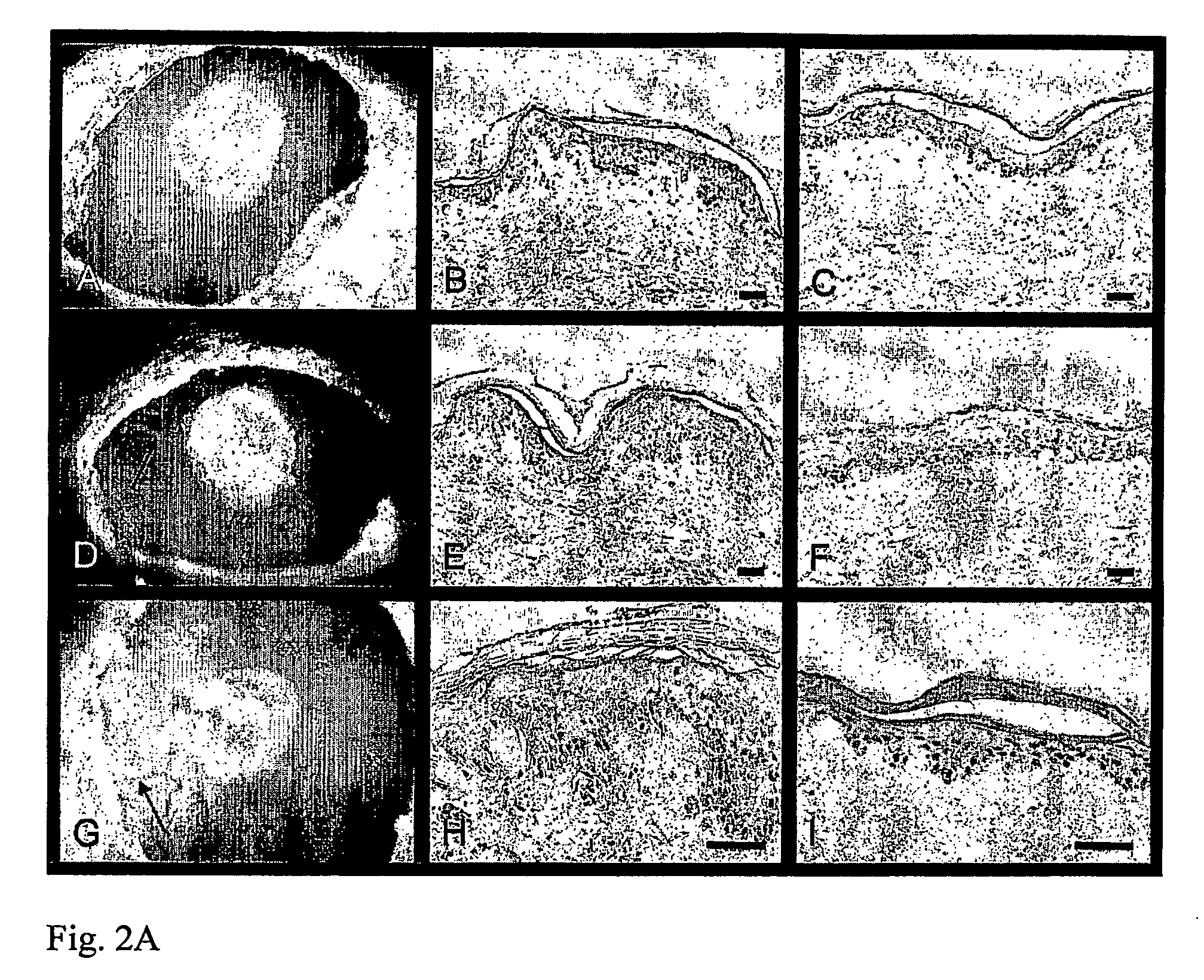 Chimeric Avian-Based Screening System Containing Mammalian Grafts