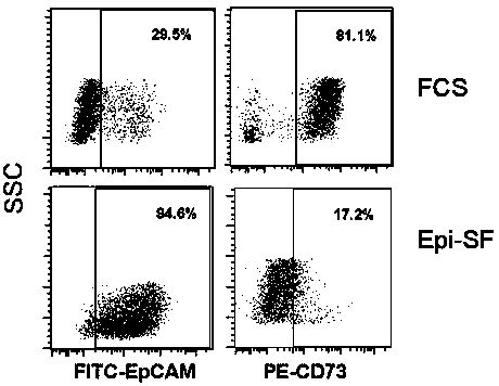 Human amnion membrane epithelial cell culture medium and application