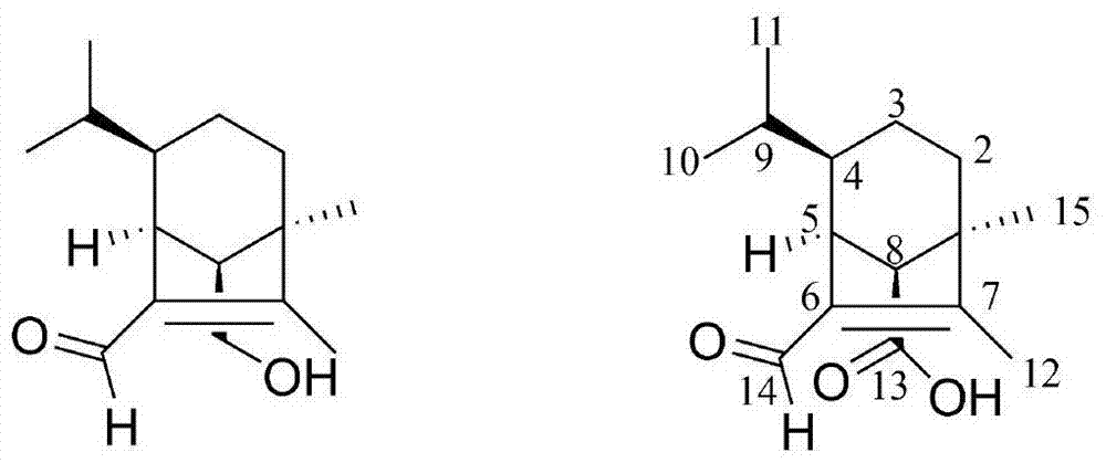 A kind of salt stress resistant fungal strain and its breeding method and its application