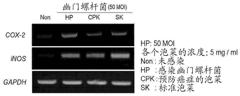 Kimchi for preventing or treating helicobacter pylori-associated diseases