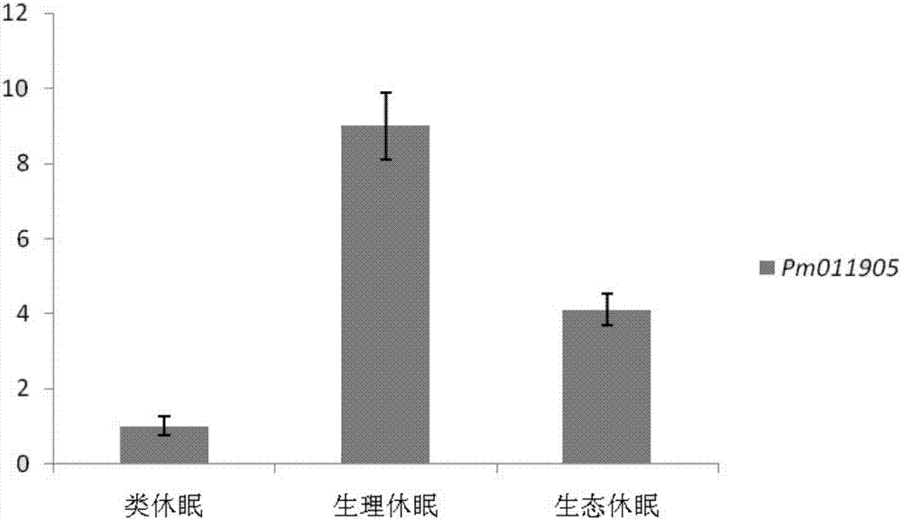 Molecular detection method for prunusmume flower bud dormancy state