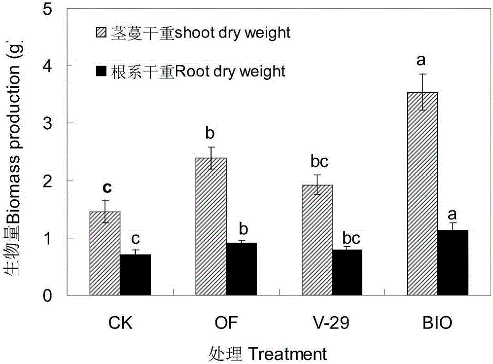 A kind of Burkholderia and its application