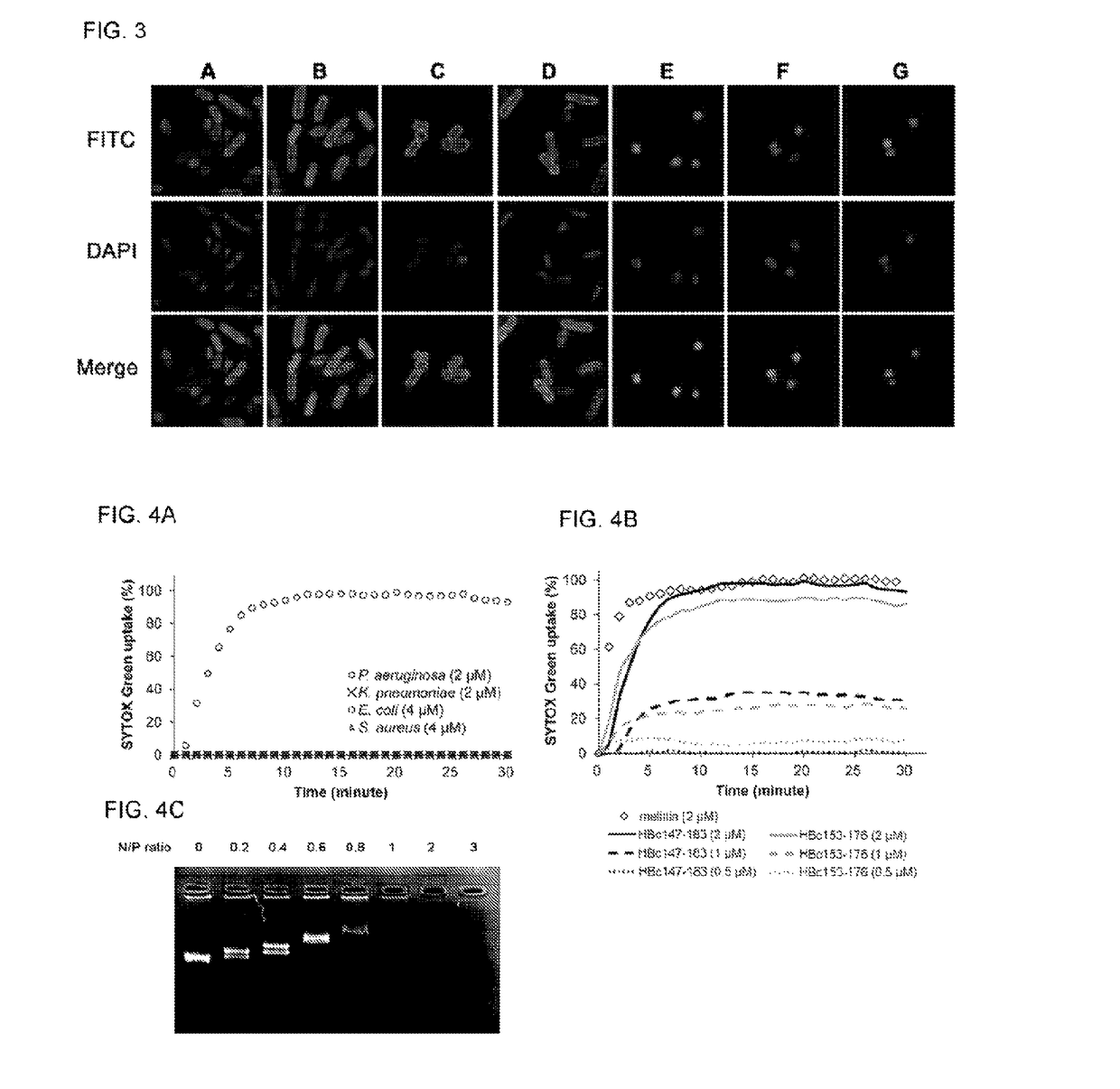 Antimicrobial peptides derived from hepatitis B virus core protein arginine-rich domain