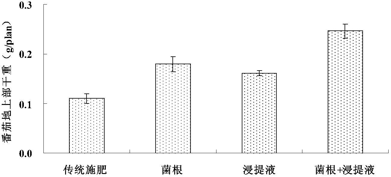 Crop straw leach liquor for improving fertilizer efficiency of mycorrhizal fungi fertilizer and preparation method of crop straw leach liquor