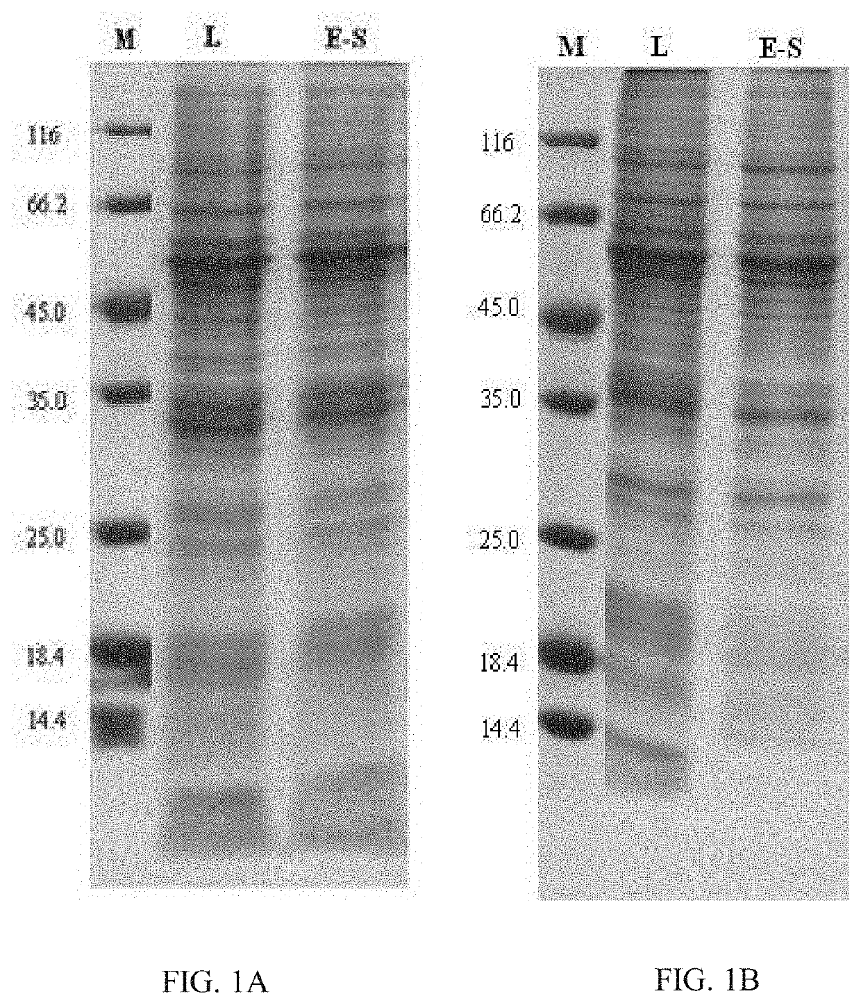 Chimeric Papilloma Virus L1 Protein