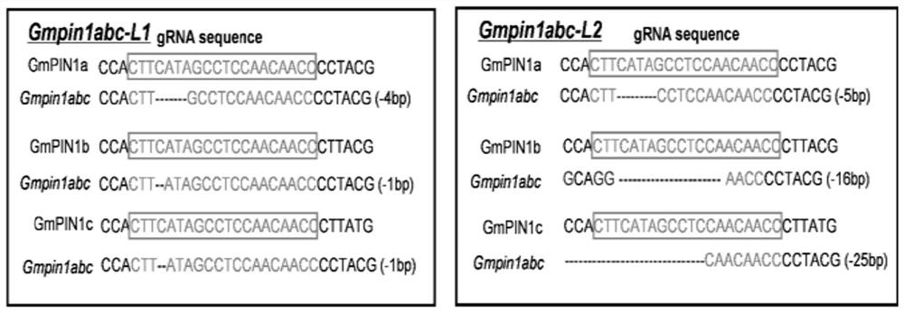 Method for regulating soybean nodulation and close planting through GmPIN1 gene mutation and application of method