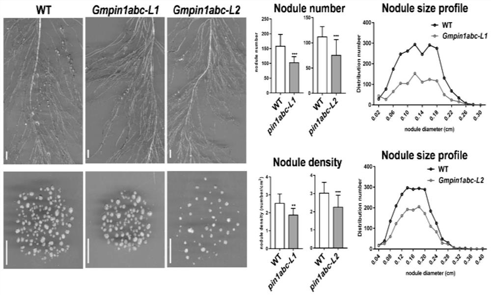 Method for regulating soybean nodulation and close planting through GmPIN1 gene mutation and application of method