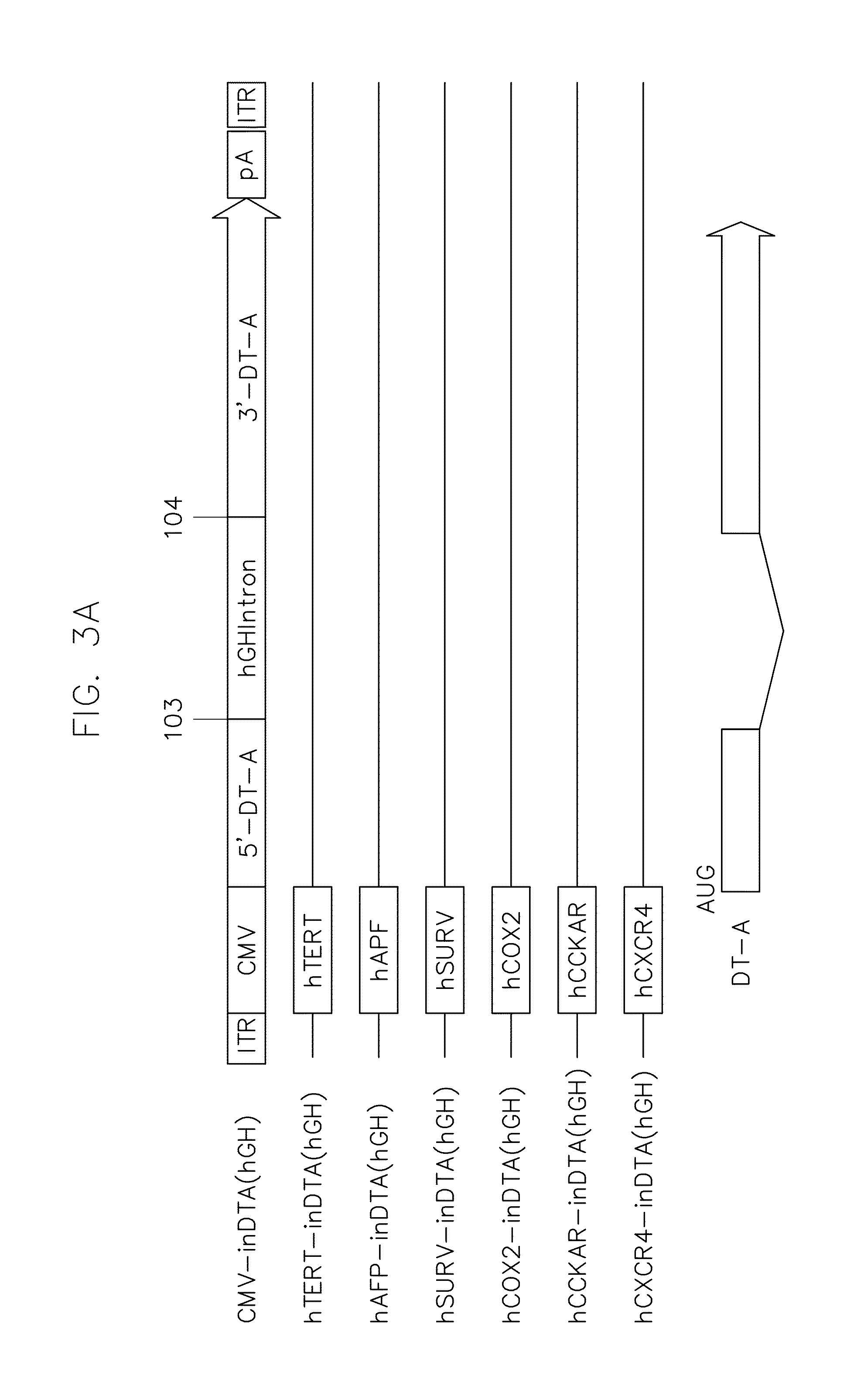 Vectors harboring toxic genes, methods and uses therefor