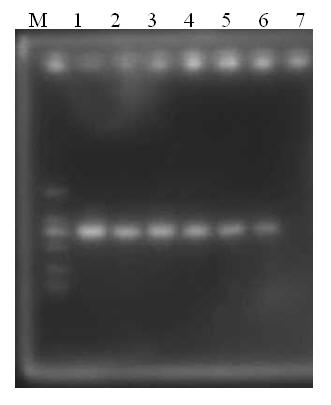 Direct PCR (Polymerase Chain Reaction) detection method of Bombyx mori nuclear polyhedrosis pathogeny BmNPV