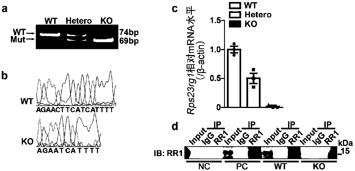 Polypeptide derived from RPS23RG1 and application of polypeptide