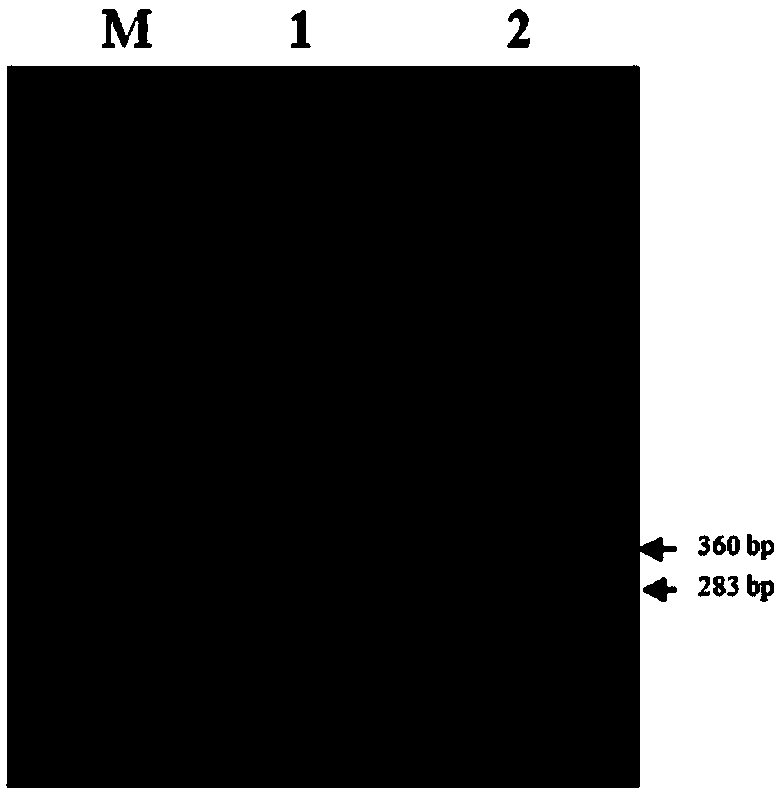 DsRNA of gene of symbiotic bacterium of aphids and application thereof to inhibition of growth of aphids