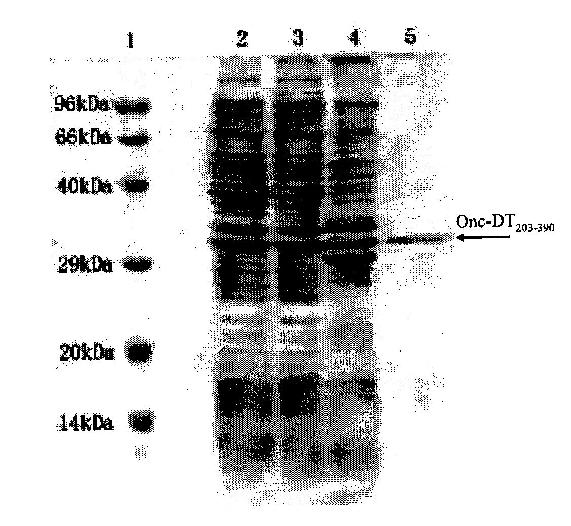 Fusion protein of ribonuclease and toxalbumin membrane transposition structural domain, preparation and application thereof