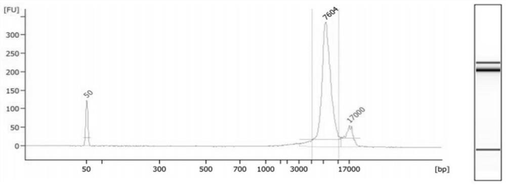 Method and system for determining haplotype of fetal duchenne muscular dystrophy