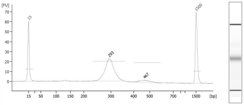 Method and system for determining haplotype of fetal duchenne muscular dystrophy