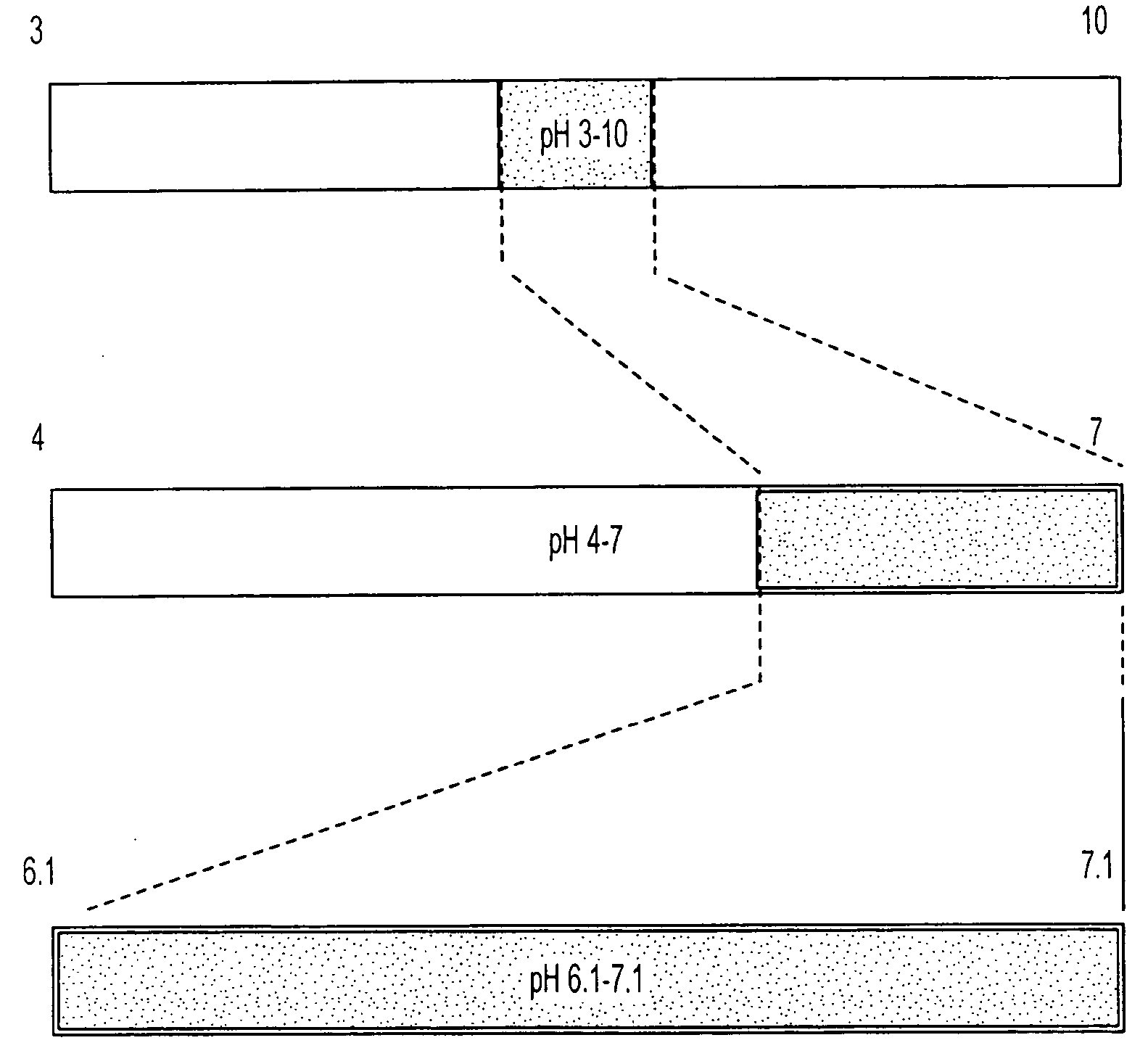 Isoelectric focusing gels and methods of use thereof