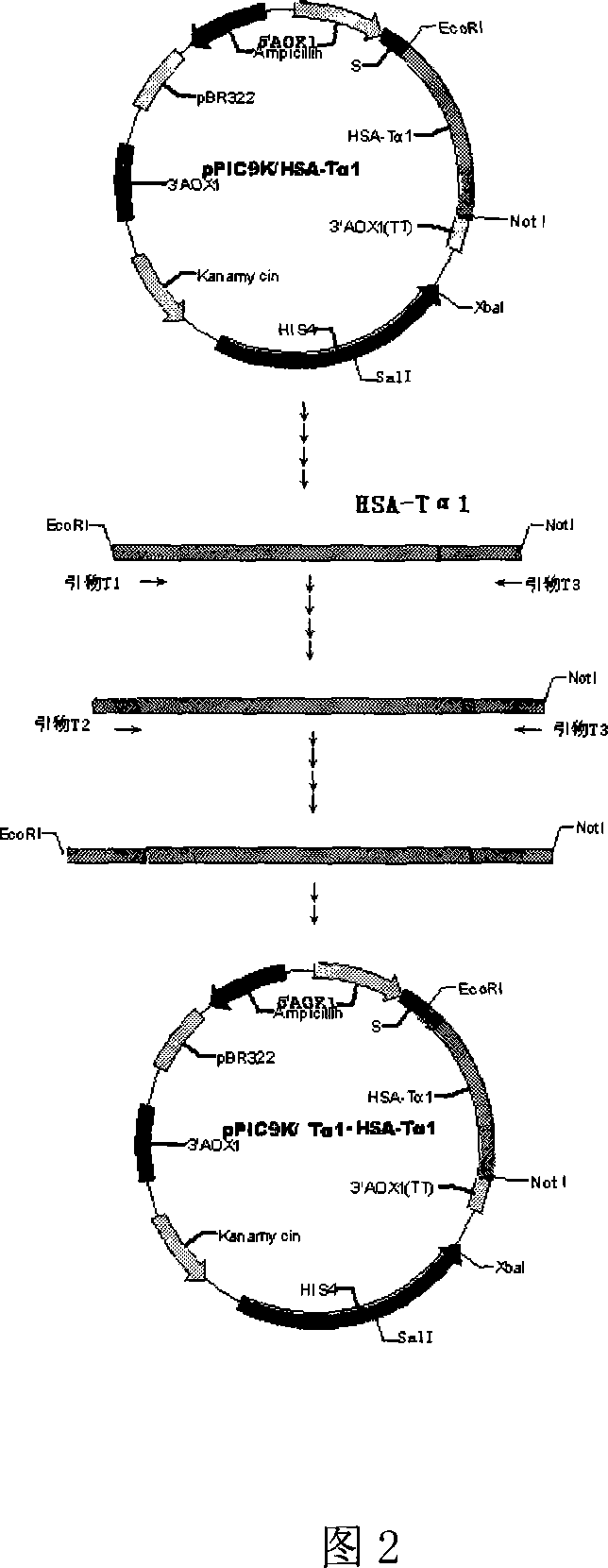 New-type long-acting thymulin and its application