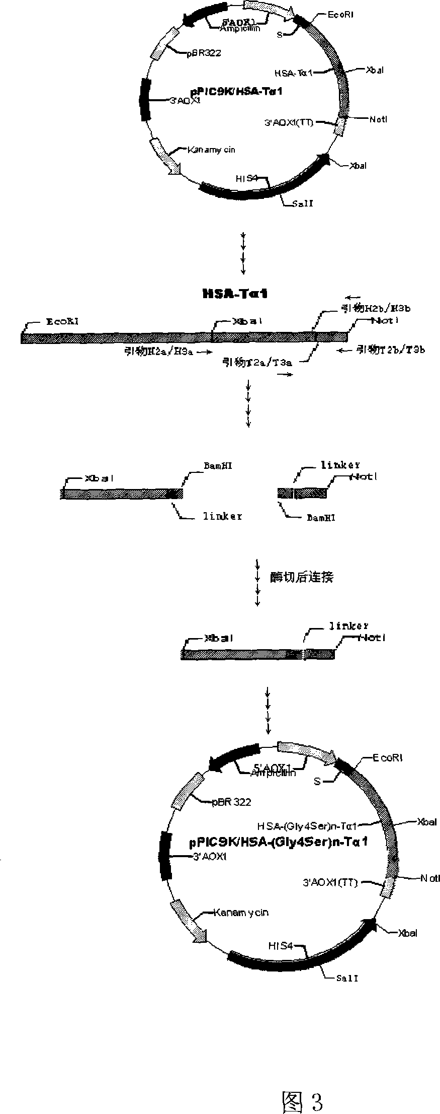 New-type long-acting thymulin and its application